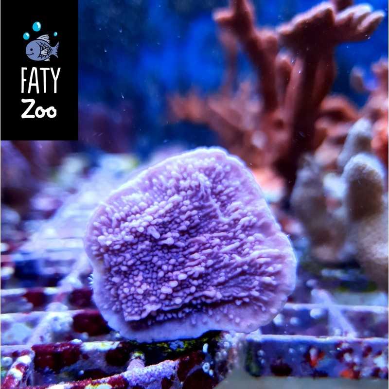 Montipora  Plato Morada