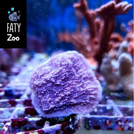 Montipora  Plato Morada