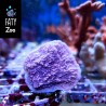 Montipora  Plato Morada