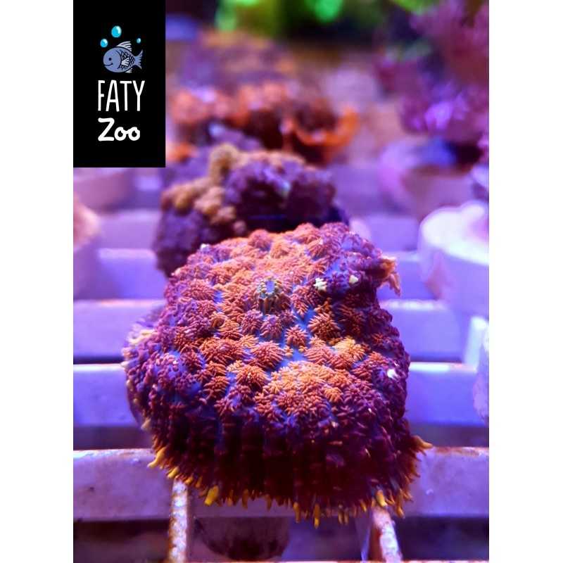 Rhodactis multicolor