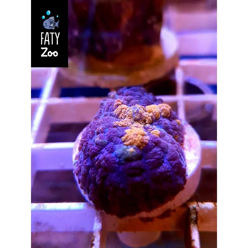 Rhodactis ultra color