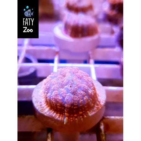 Rhodactis ultra color