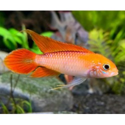 CÍCLIDO AGASSIZII FUEGO ROJO