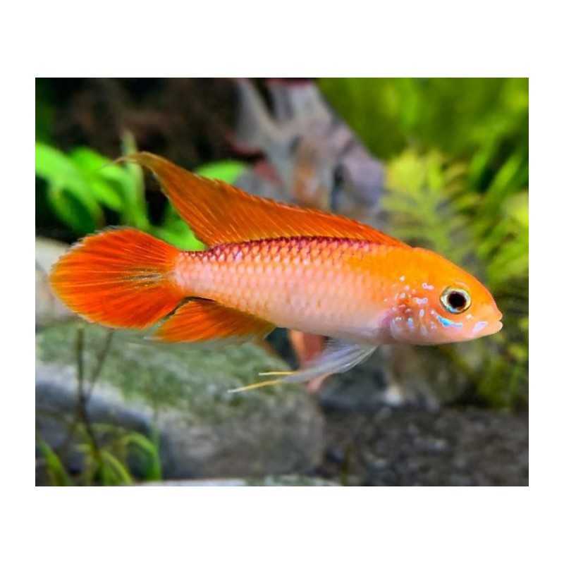 CÍCLIDO AGASSIZII FUEGO ROJO