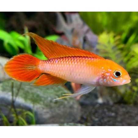 CÍCLIDO AGASSIZII FUEGO ROJO