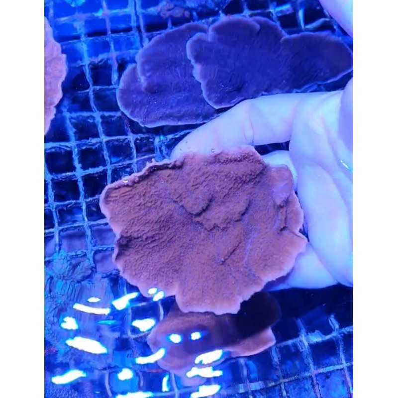 MONTIPORA PLATO ROJA