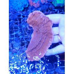 MONTIPORA PLATO ROJA