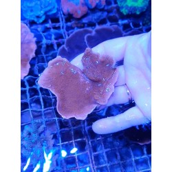 MONTIPORA PLATO ROJA