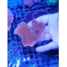 MONTIPORA PLATO ROJA