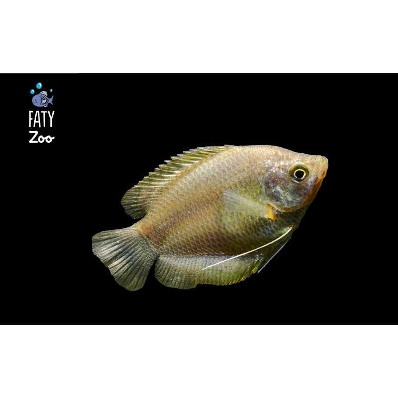 COLISA LALIA SURTIDA HEMBRA