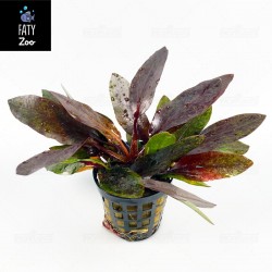 Cryptocoryne purpurea