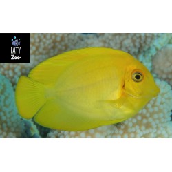 Acanthurus pyroferus minic...