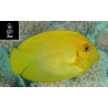 Acanthurus pyroferus minic yellow tang