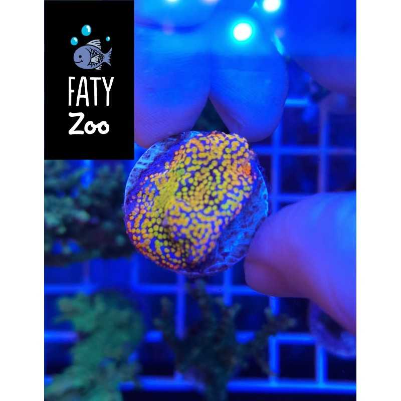 Montipora Incrustante Rainbow