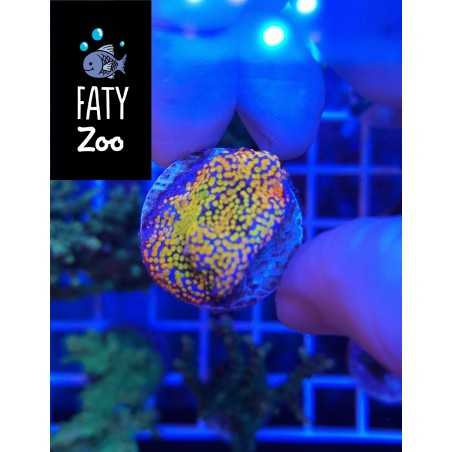 Montipora Incrustante Rainbow