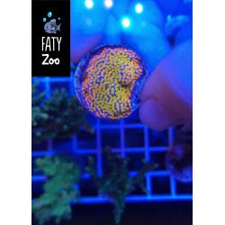 Montipora Incrustante Rainbow