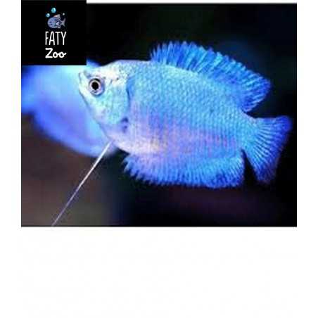 Colisa lalia cobalto hembra