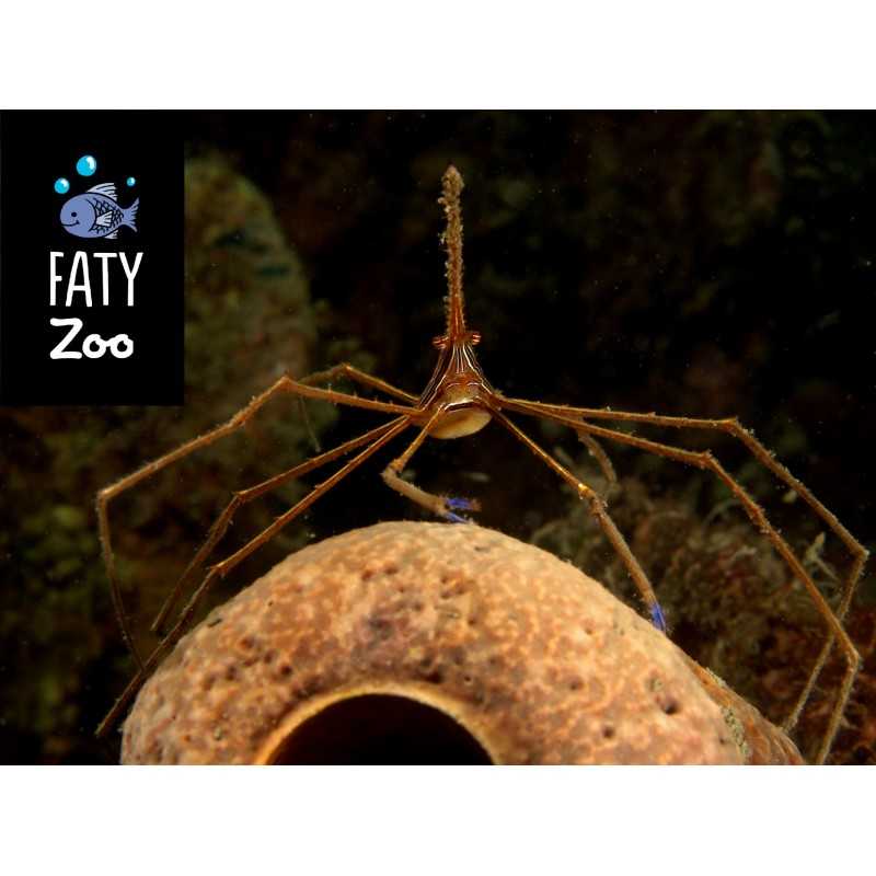 Stenorhynchus seticornis