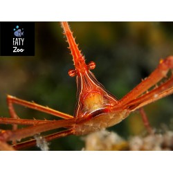 Stenorhynchus seticornis