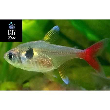 TETRA FANTASMA AMARILLO