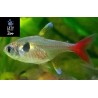TETRA FANTASMA AMARILLO