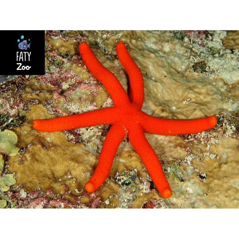 Echinaster luzonicus