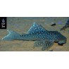 L128 HEMIANCISTRUS SP BLUE PHANTOM