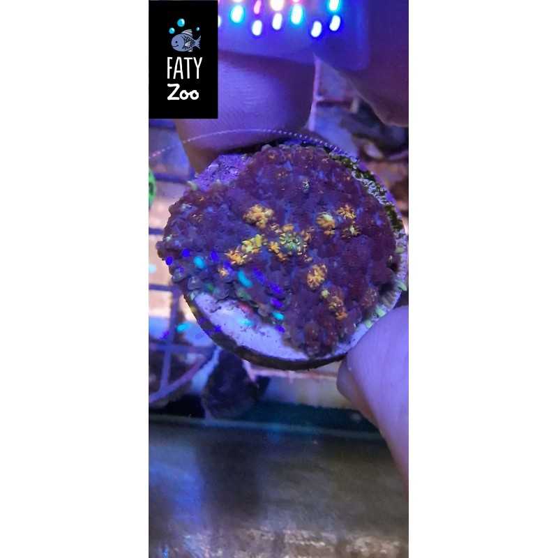 Rhodactis ultra color