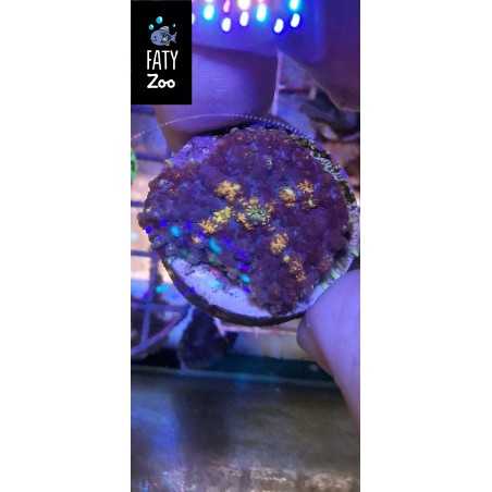 Rhodactis ultra color