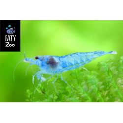 BLUE JELLY NEOCARIDINA