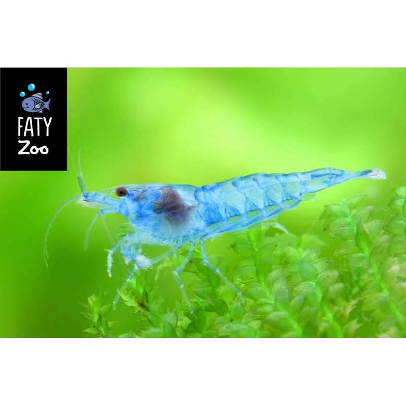 BLUE JELLY NEOCARIDINA