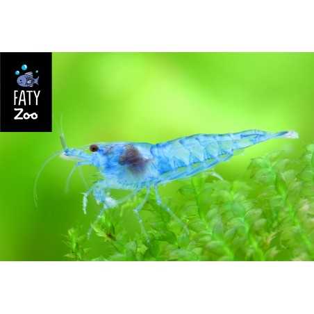 BLUE JELLY NEOCARIDINA