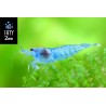 BLUE JELLY NEOCARIDINA