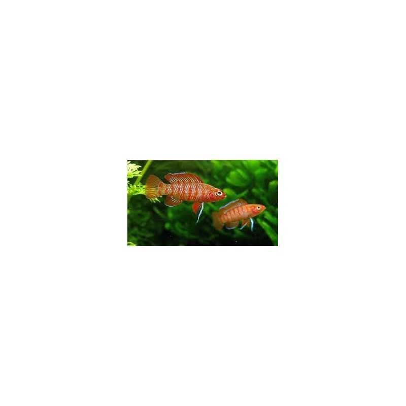 Badis Escarlata