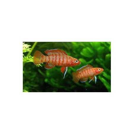 Badis Escarlata