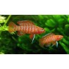 Badis Escarlata