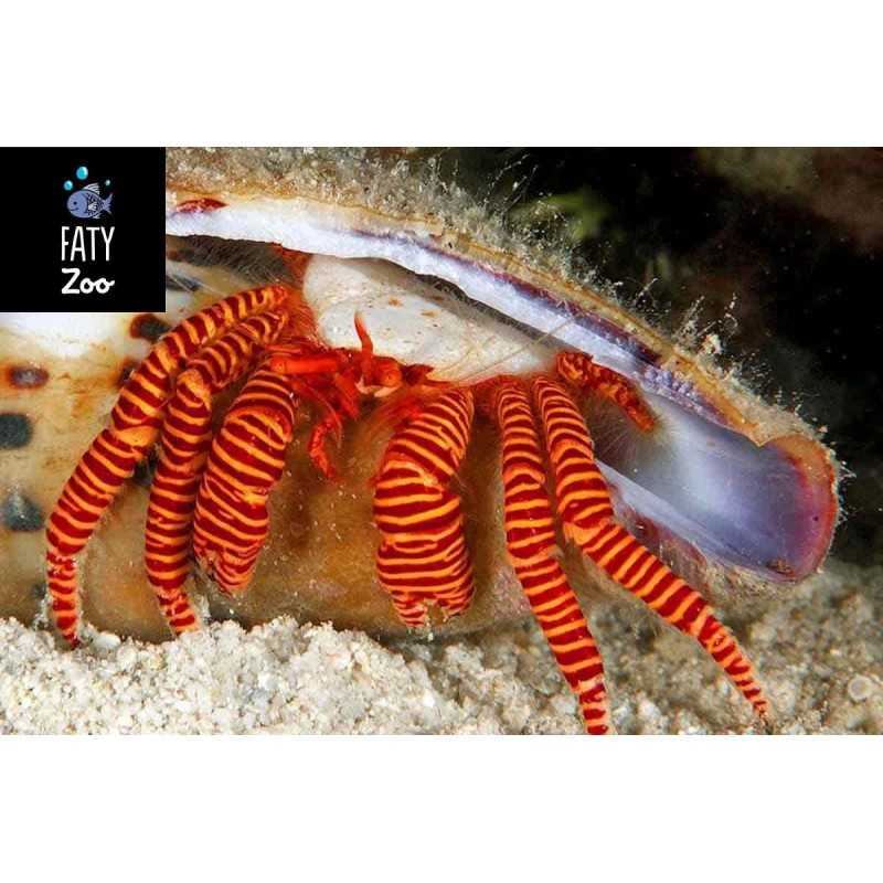 Trizopagurus strigatus, Red striped hermitcrab