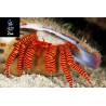 Trizopagurus strigatus, Red striped hermitcrab