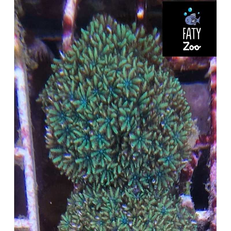 Sympodium spp Centro azul