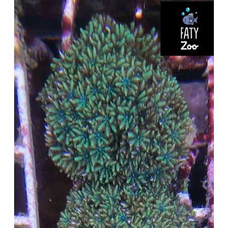 Sympodium spp Centro azul