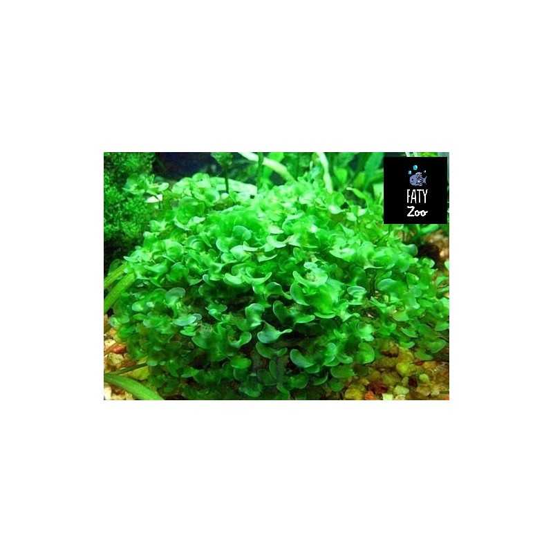 Musgo pellia (Porcion)