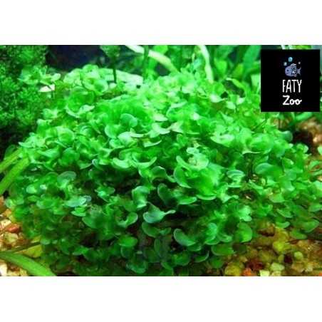 Musgo pellia (Porcion)