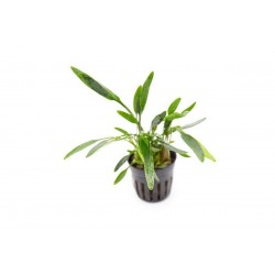 Cryptocoryne lucens