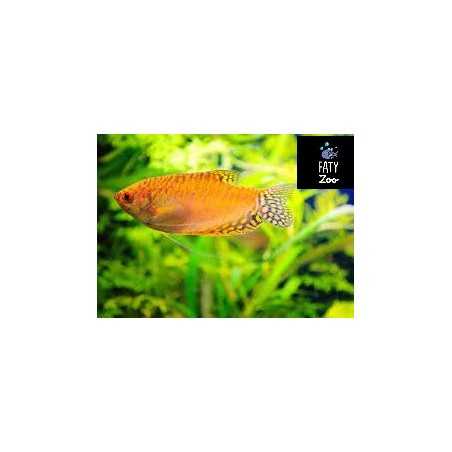 Gourami gold red