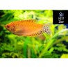 Gourami gold red