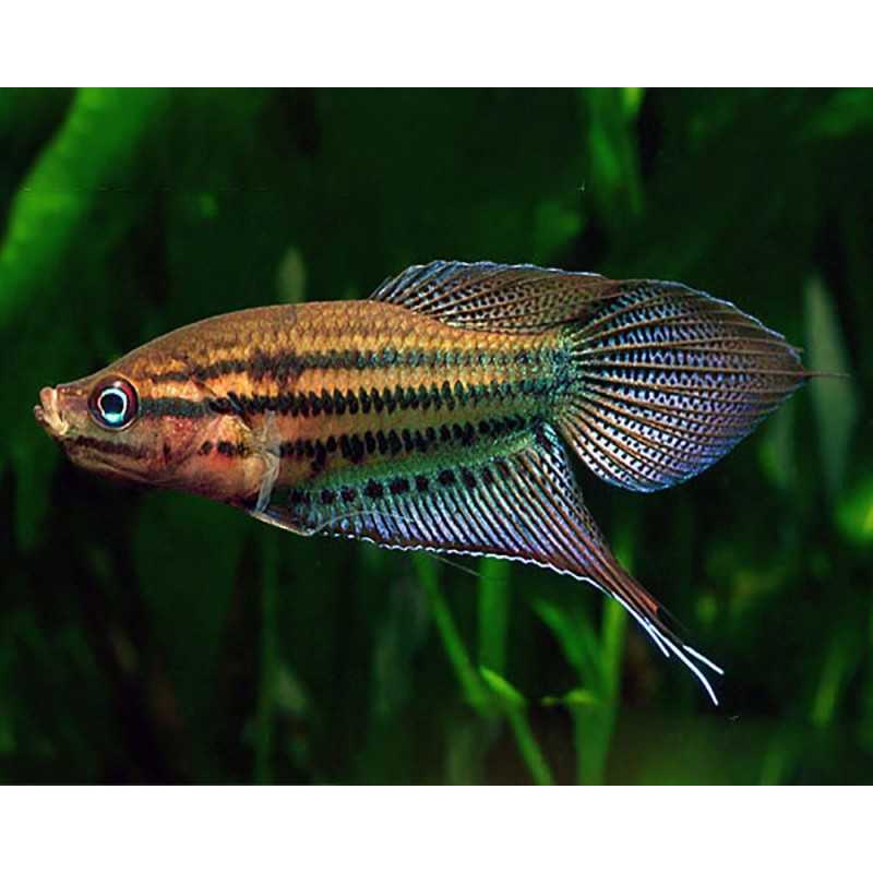 Gourami vittatus