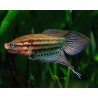 Gourami vittatus