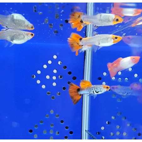 Guppy red cap cobra macho