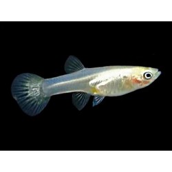 Guppy hembra snow white