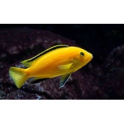 Labidochromis lemon